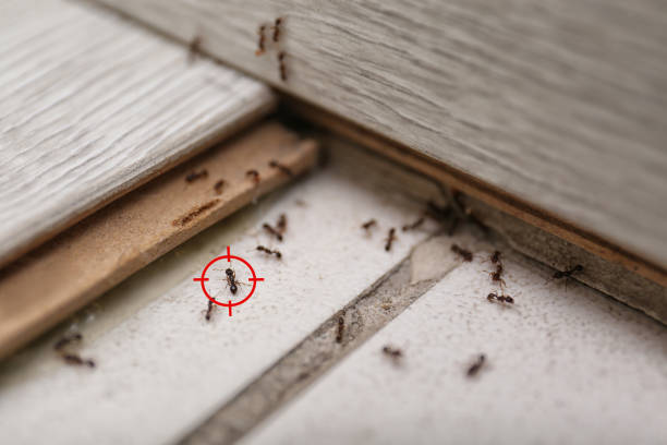 Best Termite Control Services  in West Buechel, KY