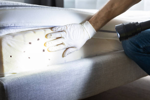 Professional Pest Control in West Buechel, KY