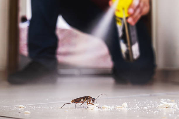 Best Mosquito Control Services  in West Buechel, KY
